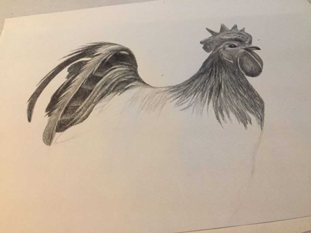 Ayam Cemani rooster drawing – Laurene's Custom Art